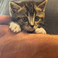 CHOUCHOU, chat à adopter