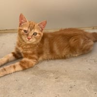 Rickie, chatte à adopter