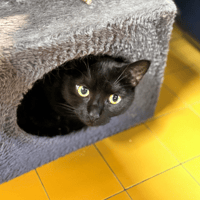 LEÏA A16790, chatte à adopter