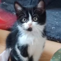 CHEERIOS, chatte à adopter