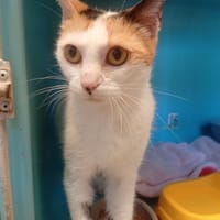 RAINBOW, chatte à adopter