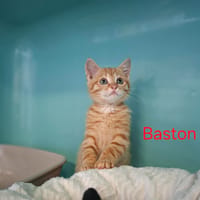 Baston, chat à adopter