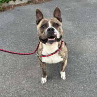tyson, chien à adopter