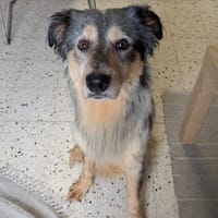 DOLY, chien à adopter