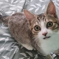 KINN, chat à adopter