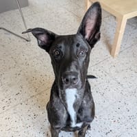 OSCAR, chien à adopter
