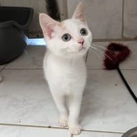 spirale, chatte à adopter