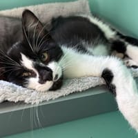 CORNICHON, chat à adopter