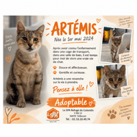 ARTEMIS, chatte à adopter