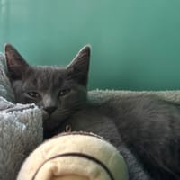 MOUTARDE, chat à adopter