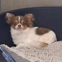 PRINCE, chien à adopter