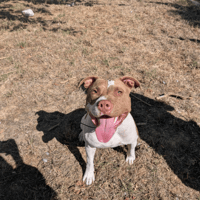 GAILLARDE, chienne à adopter
