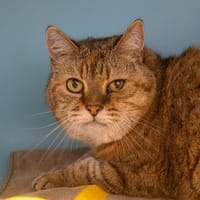 AMAL PAS ICAD, chat à adopter
