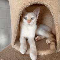 BURKINA, chatte à adopter