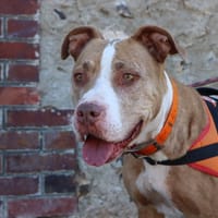 TINA, chienne à adopter