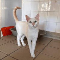 BINTA, chatte à adopter