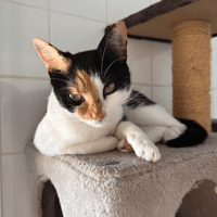 kiara (Réservée), chatte à adopter
