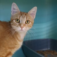 JONQUILLE, chatte à adopter