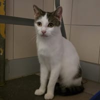 FLASHY, chatte à adopter