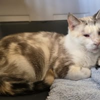 CHICOREE, chatte à adopter