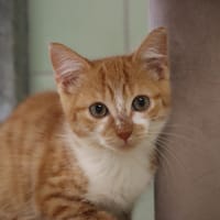 DOUYOU, chatte à adopter