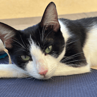 BRIGETTE, chatte à adopter