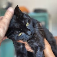 NYX, chatte à adopter