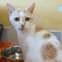 PRALINE, chatte à adopter