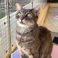 BELLA, chatte à adopter