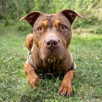 COOPER, chien à adopter