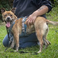 LEONA, chienne à adopter