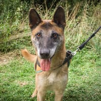 OZONE, chien à adopter