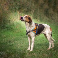 Chocolatine, chienne à adopter