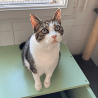 Newton, chat à adopter