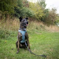 OXER, chien à adopter