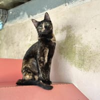 DOUCETTE, chatte à adopter
