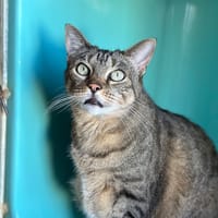 oasis, chatte à adopter