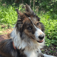GASTON, chien à adopter