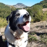Petrus, chien à adopter