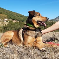 Louba, chienne à adopter