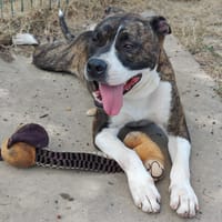 PAA24022 APPOLLO, chien à adopter