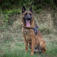ANDOR, chien à adopter