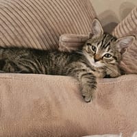 SAKURA, chatte à adopter