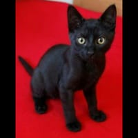 ISIS, chatte à adopter