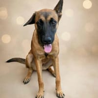 Ambre, je suis une pierre précieuse, chienne à adopter
