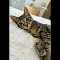 BLAKE, chatte à adopter