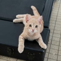 FANTOME, chat à adopter
