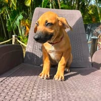 Haut les mains, BANDIT en vue !, chien à adopter