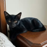 FILOU, chat à adopter