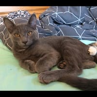 GRISOU, chat à adopter
